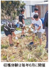 収穫体験は毎年6月に開催