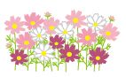 コスモスのイラスト