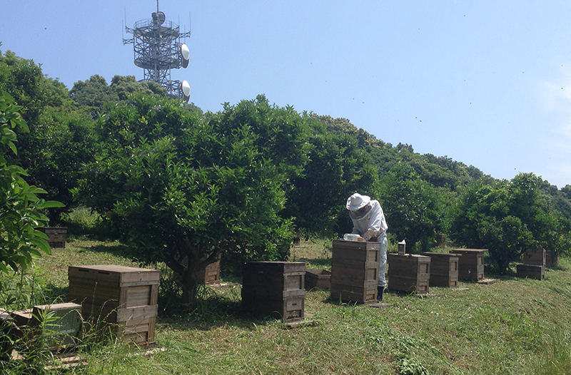 画像：養蜂場の様子